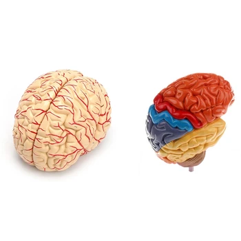 2 бр. Церебрален анатомичен модел, анатомия, учебни лабораторни консумативи, модел на човешкия мозък & половин мозъчен модел