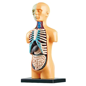 3D Подвижен анатомичен модел на тялото на човешкия торс за образование Играчка Структура на човешкото тяло Преподаване за дете Дете Студент