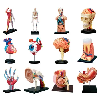 4D MASTER Човешко тяло Торс Орган Анатомичен избор на модел Образователен пъзел Сглобяване на играчки Медицински доставчик Преподаване