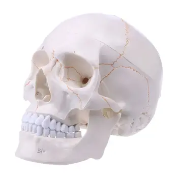 F3MA Човешки череп в реален размер Модел Анатомична анатомия Медицинско обучение Скелет за Hea