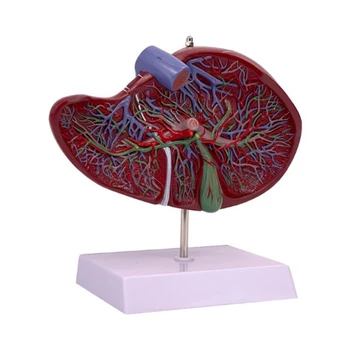 YYDS Анатомичен чернодробен модел Анатомичен модел на човешкия черен дроб Модел за изследване на заболяванията Медицински лекционен доклад, Чернодробен модел в реален размер Анатомия