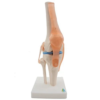 анатомичен модел на скелет на колянна става Модел на преподаване на човешка колянна става с модел на сухожилия, размер на живота
