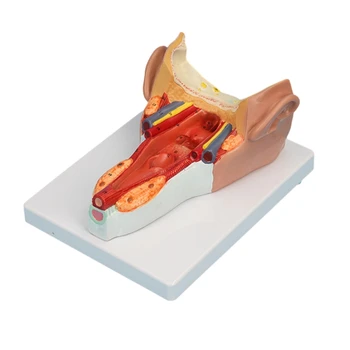 Анатомичен фарингеален стенен мускулен модел за изследване на заболяванията Медицинска лекция, анатомични модели учебни помагала
