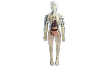 Видим модел на човешкото тяло 3D модел на човешкото тяло за деца Меко човешко тяло Реалистична анатомия Кукла Сменяем орган Кост Възраст 4