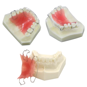 Дентални зъби Модел Ортодонтско лечение Бионатор Подвижен за стоматология Стоматолог Проучване Преподаване Демо Протези Hawley Retainer