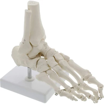 Живот размер крак глезена съвместни анатомични скелет модел медицински дисплей проучване инструмент медицинска наука канцеларски материали за училище 1: 1 нов