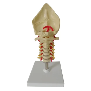 Модел на човешкия гръбначен стълб Лумбален модел & Модел на шийните прешлени на човека Размер на живота Лумбален дропшип