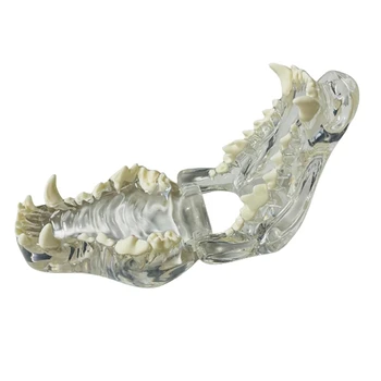 Прозрачен кучешки зъби анатомичен модел животни орална зъбна челюст за ветеринарен образователен инструмент