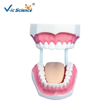Човешки анатомични зъби Модел Медицинска наука Малък модел за стоматологична помощ (32 teech)