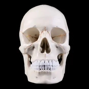 Човешки череп в реален размер Модел анатомична анатомия Медицинско обучение Скелет за Hea Dropship